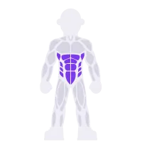 Abs & Core muscle diagram