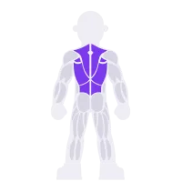 Back muscle diagram
