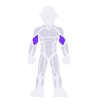 Biceps muscle diagram