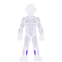 Calves & Shins muscle diagram