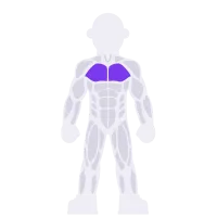 Chest muscle diagram