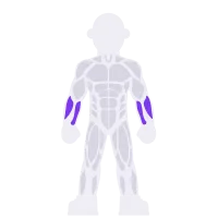 Forearms muscle diagram