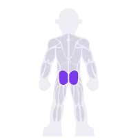 Glutes muscle diagram