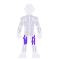 Hamstrings muscle diagram
