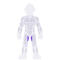 Hips & Adductors muscle diagram