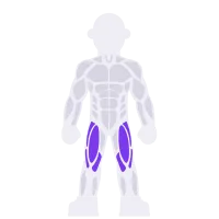 Quads muscle diagram