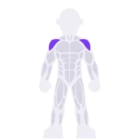 Shoulders muscle diagram