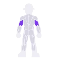 Triceps muscle diagram
